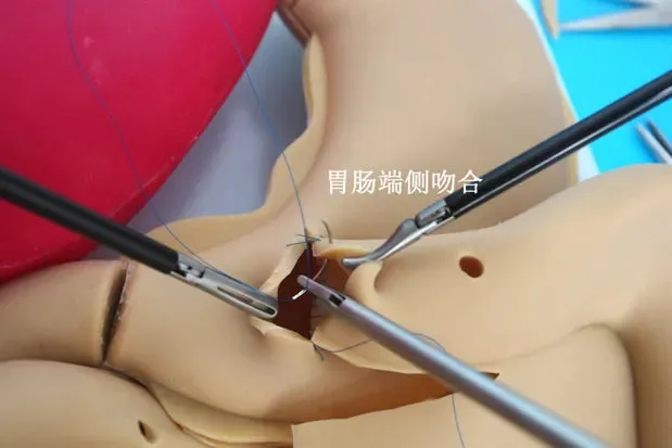 Laparoscopy training simulation silicone organ model soft hollow organ Stomach colon appendix liver and gallbladder