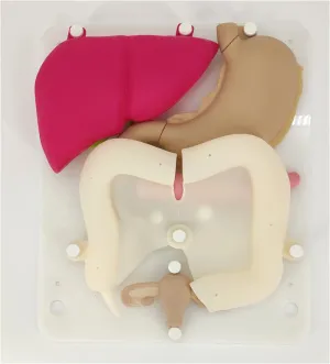 Laparoscopy training simulation silicone organ model soft hollow organ Stomach colon appendix liver and gallbladder